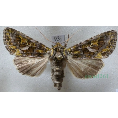 Trachea atriplicis (Linnaeus, 1758) male Agatówka łobodnica Czech93j